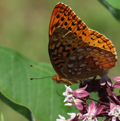 Great Spangled Fritillary Butterfly
Speyeria cybele